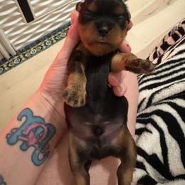 Boy 2 - Black and tan male Cavalier King Charles Spaniel puppy in Melbourne, Florida from Majestic Cavaliers of Melbourne FL