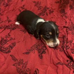 Beauty - Black and tan female Dachshund puppy in Norman, Oklahoma from Mother of Dachshunds
