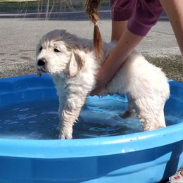 Golden Retriever Puppies from Hoekema Homestead Goldens