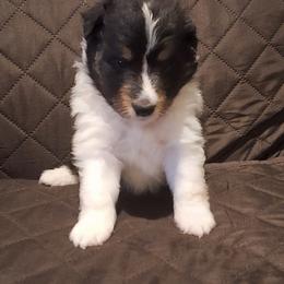 Shetland Sheepdog Puppies from Country Acres Shetland Sheepdogs