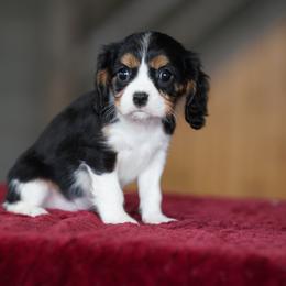 Emmy - Tri-color female Cavalier King Charles Spaniel puppy in Sugarcreek, Ohio from Chocolate Cavalier