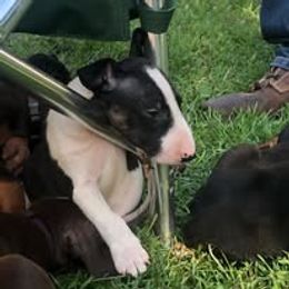 French Bulldog and Miniature Bull Terrier Puppies from Dogs of Dyhar