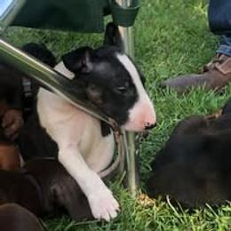 French Bulldog and Miniature Bull Terrier Puppies from Dogs of Dyhar