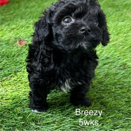 Charlotte - Black female Yorkipoo puppy in Waldorf, Maryland from Luv My Yorkies, LLC