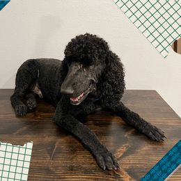 Snoop - Poodle