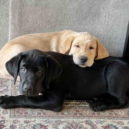 Labrador Retriever Puppies from Branley's Riverside Labradors