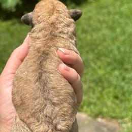 Glory - White female Schnoodle puppy in Temple, Texas from Schnauzers Of Taylor
