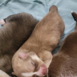 Pomsky Puppies from White Horse Pomsky's