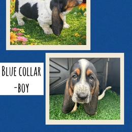 Basset Hound Puppies from Jen's Bassets