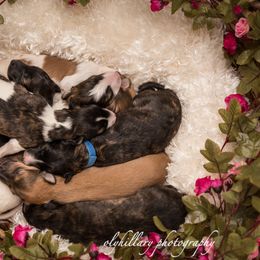 Silken Windhound Puppies from Amethyst Silken Windhounds