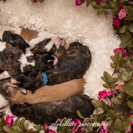 Silken Windhound Puppies from Amethyst Silken Windhounds