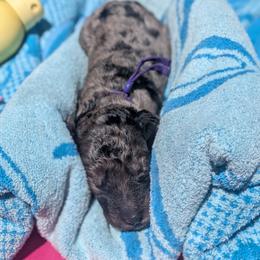 Purple Collar - Merle female Goldendoodle puppy in Olympia, Washington from Sinclairdoodles