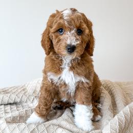Smooch - Ready to go home - Red  female Goldendoodle puppy in Bell Buckle, Tennessee from Precious Puptown Doodles