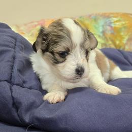Marseille - Red female Havanese puppy in Silver Spring, Maryland from GoldDust Havanse
