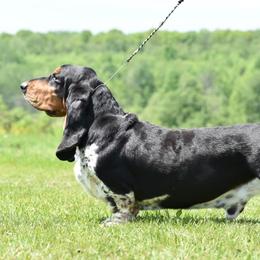 Basset Hounds from Renaissance Bassets