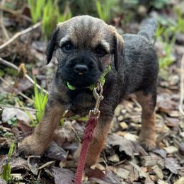 Border Terriers from Briar Rose Border Terriers