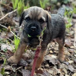 Border Terriers from Briar Rose Border Terriers