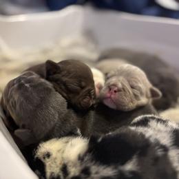 Aussiedoodle, Bulldog, Miniature Australian Shepherd, Poodle, and Toy Australian Shepherd Puppies from Mowry Creek Mini Aussiedoodles and More