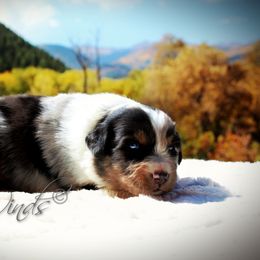 Australian Shepherd Puppies from Libre Winds Australian Shepherds