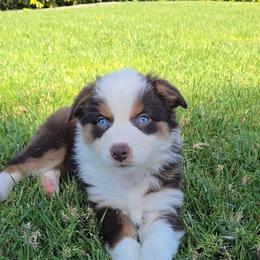 Tootsie Roll - Red tri-color female Australian Shepherd puppy in Riverside, California from Aus Cal (Aussies of soCal)