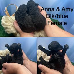 Amy - Blue female Poodle puppy in Greenville, North Carolina from Grace Poodles