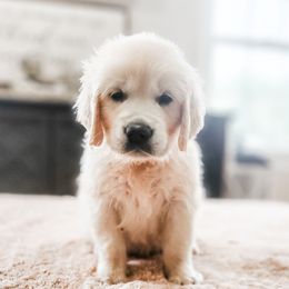 Candy - Light golden female Golden Retriever puppy in Deer Lodge, Tennessee from SelahGold