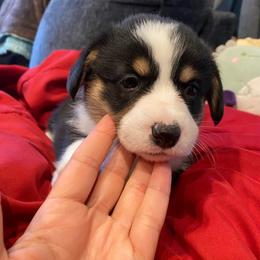 Amy-red - Black and tan female Pembroke Welsh Corgi puppy in New Richmond, Wisconsin from 10 Mile Creek Farms