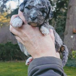 Dottie - Blue merle female Aussiedoodle puppy in Yacolt, Washington from Aussiedoodles by Maggie