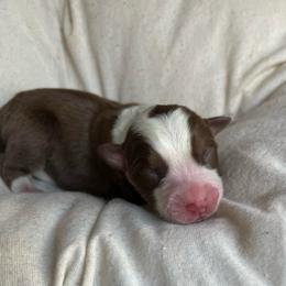 Liam - Red merle male Australian Shepherd puppy in Grants Pass, Oregon from Carmel Mountain Aussies