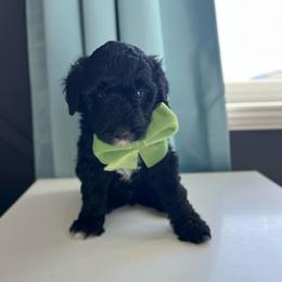 Noodle - White and black male Bordoodle puppy in Valley Center, California from Circle R Valley Bordoodls