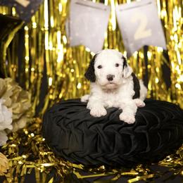 Maui - Black and white male Sheepadoodle puppy in Los Angeles, California from Exquisite Doodles