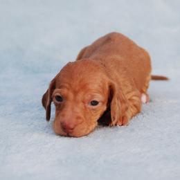 AKC Amber - Dapple female Dachshund puppy in Billings, Missouri from Bundles of Joy