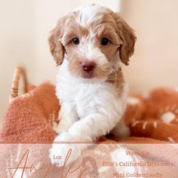 Angel - Parti female Goldendoodle puppy in California City, California from Summer Sun Doodles