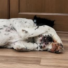 Angel - White and black male English Springer Spaniel puppy in Palisade, Colorado from Bigfoot's Kennel