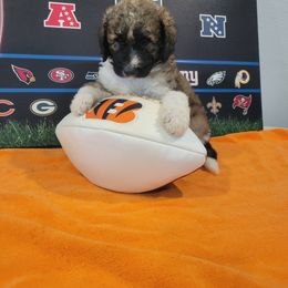 Labradoodle Puppies from Pawpaws Doodles