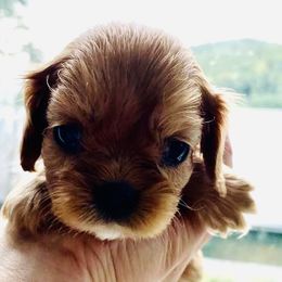 Cavalier King Charles Spaniel Puppies from Solheimar