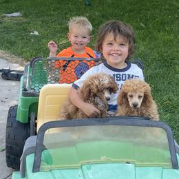 Poodles from Cami’s Colorado Cuties