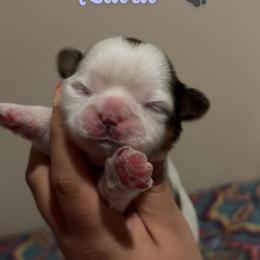 Kiara - Black gold and white female Shih Tzu puppy in Houston, Texas from Pup Paw-lace