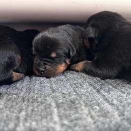 Male 1 - Black and tan male Rottweiler puppy in Danieslville, Georgia from Bronx Von Bridges Rottweilers