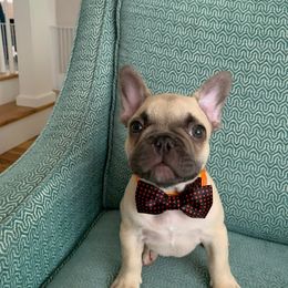 French Bulldog Puppies from NC French Kiss-A-Bulls