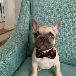 French Bulldog Puppies from NC French Kiss-A-Bulls