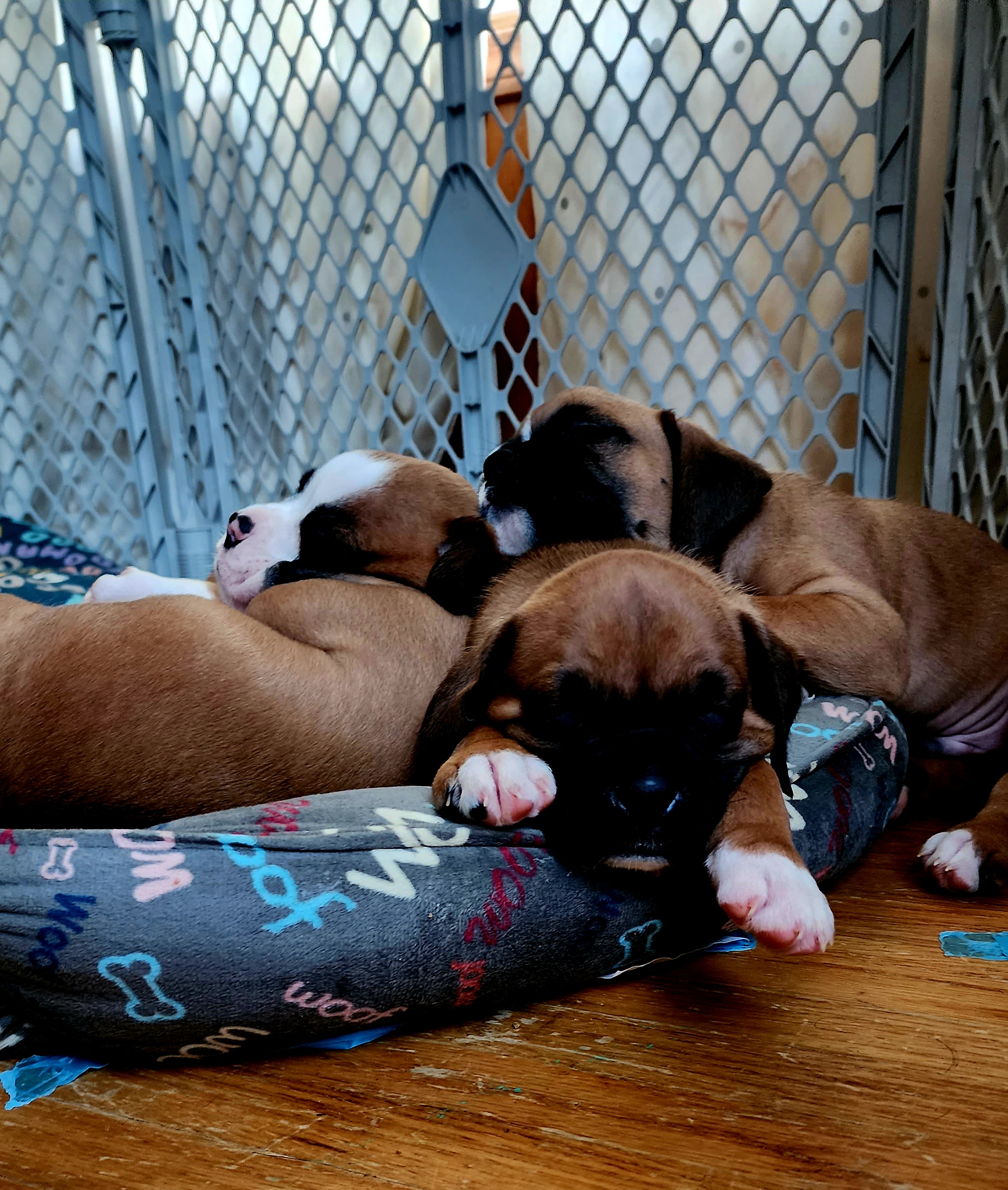Boxer Puppies from Sara's Bouncing Boxers
