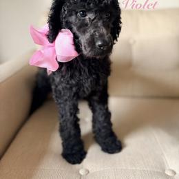 Violet - Black female Poodle puppy in Fishers, Indiana from Grace Haven Poodles