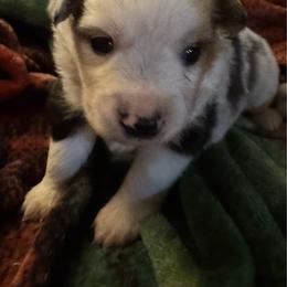Ivy - Blue merle female Miniature Australian Shepherd puppy in Rensselaer, Indiana from Geri's Dogs
