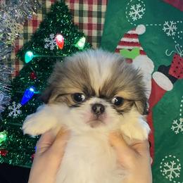 Sable girl - Sable and white female Japanese Chin puppy in Salem, Oregon from Chinnychinchinofsalem