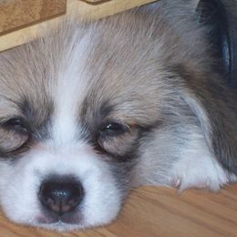 Pembroke Welsh Corgi Puppies from Timberside