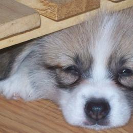 Pembroke Welsh Corgi Puppies from Timberside