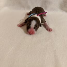 Tie Dyed Red Tri Girl 4 - Red tri-color female Australian Shepherd puppy in Dundee, Ohio from Aussies Of Circle H