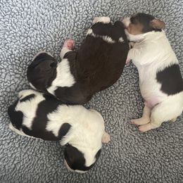 Boy 2 - Liver and white Brittany puppy in Tacoma, Washington from Morgun’s Brittanys