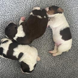 Boy 2 - Liver and white Brittany puppy in Tacoma, Washington from Morgun’s Brittanys